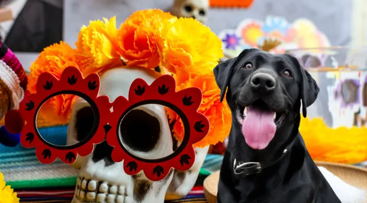 Esto es lo que no puede faltar en el altar de tu perro fallecido este 2 de noviembre