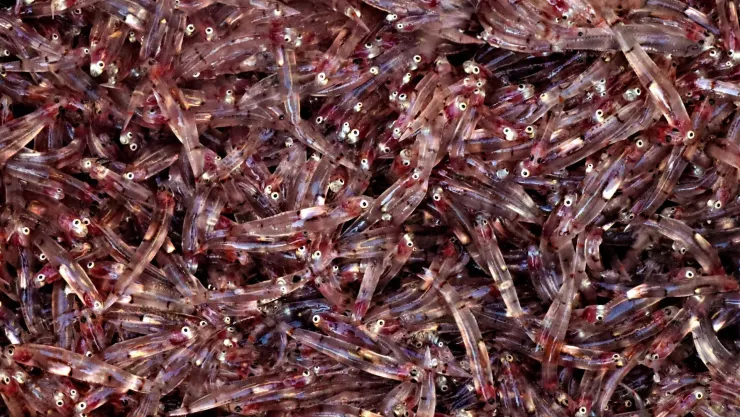 Charales en peligro Los factores que ponen en riesgo a esta especie oriunda de Jalisco