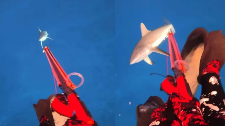 VIDEO: Así Influencer sobrevivió a un ataque de tiburón mientras pescaba; le mordió su pierna en Fiyi