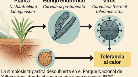 Proceso de simbiosis gráfico, según estudio de “A Virus in a Fungus in a Plant: Three-Way Symbiosis Required for Thermal “