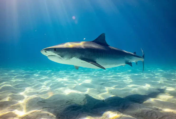 Tiburón playa México