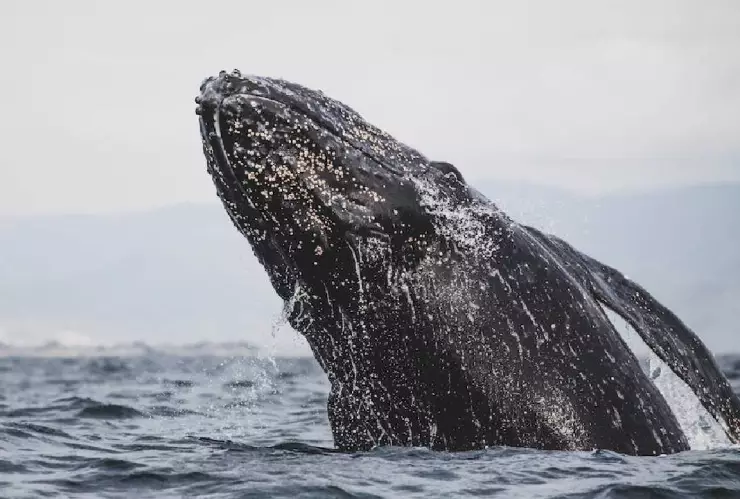 Aumenta el avistamiento de la ballena gris en Baja California Sur