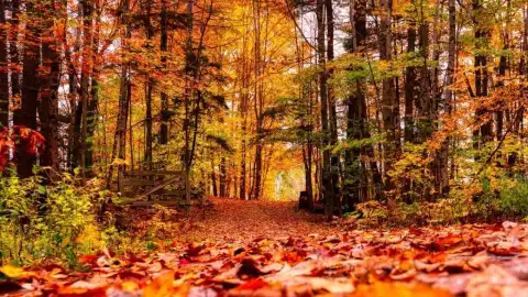 Por qué las hojas cambian de color en otoño