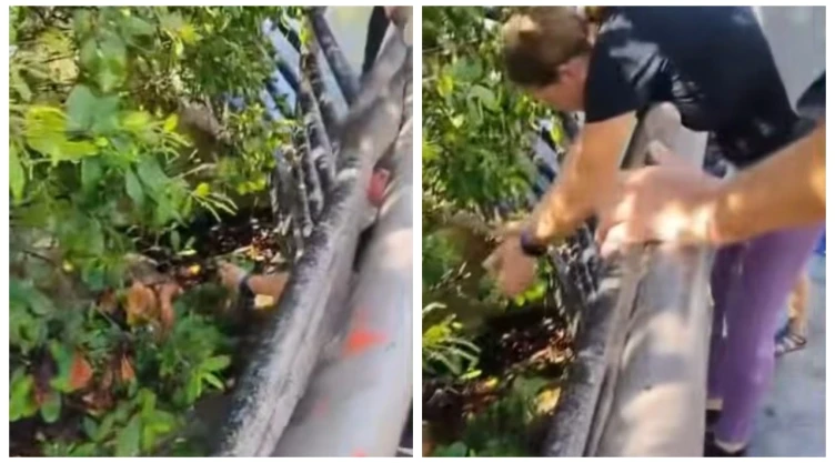 A-segundos-de-una-tragedia_-rescatan-a-perro-husky-atrapado-en-zona-de-cocodrilos-en-Tampico_-VIDEO.webp