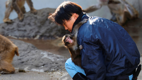 Punch, el mono bebé