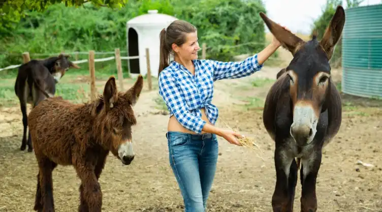 Día Mundial de los Burros