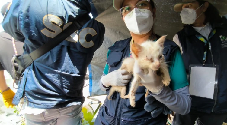 Rescate exitoso de 65 gatos en la Ciudad de México: atención médica y búsqueda de hogares permanentes