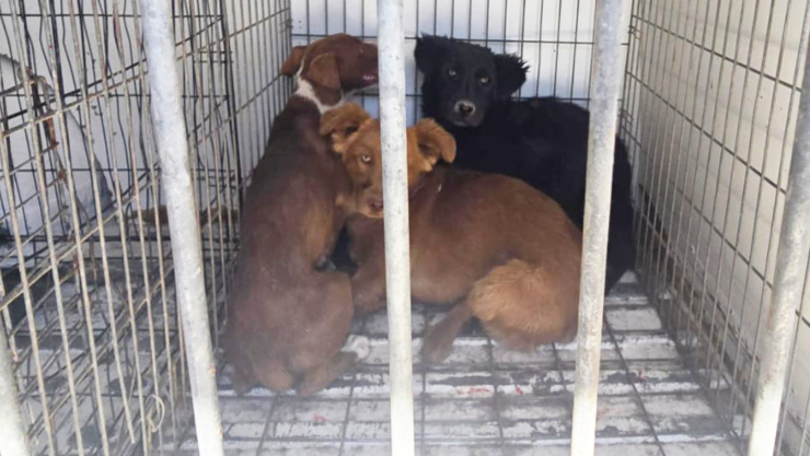 rescatan perros ciudad juárez.jpg