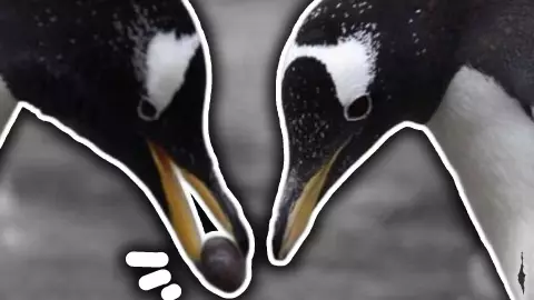 Cómo eligen los pingüinos a su pareja_ Proceso de Cortejo y Ritual de la Piedra.jpg