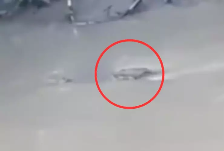 cocodrilo ataque en Indonesia