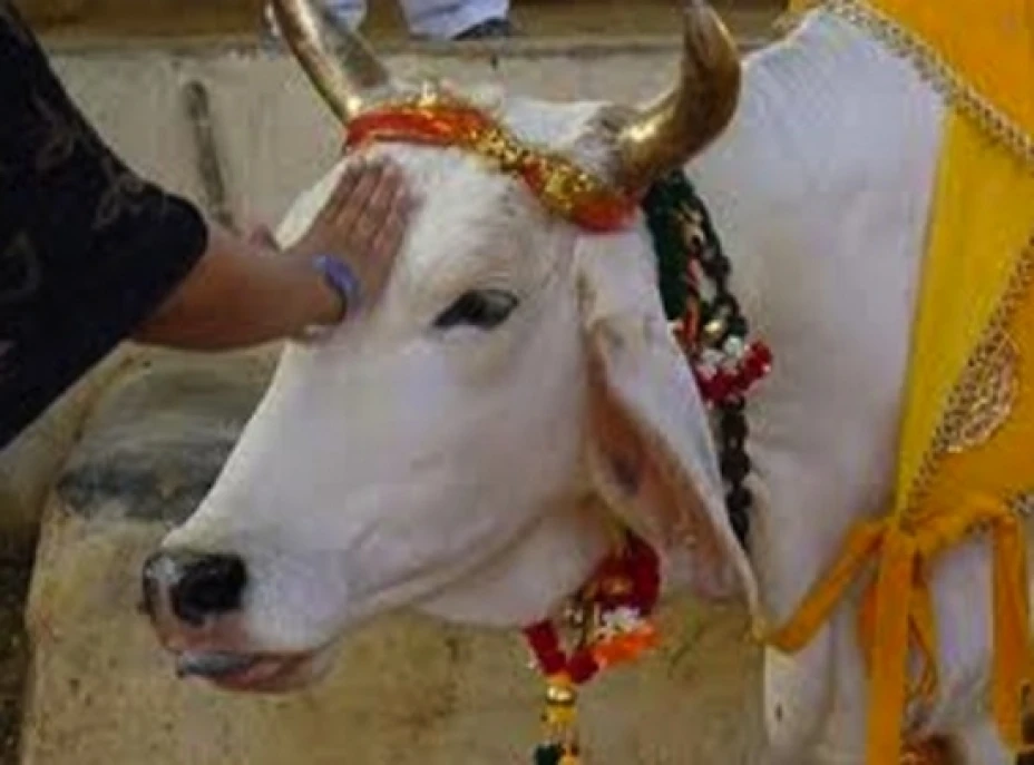 La vaca sagrada hindú, Geeta, predijo el triunfo del Bayern de Múnich