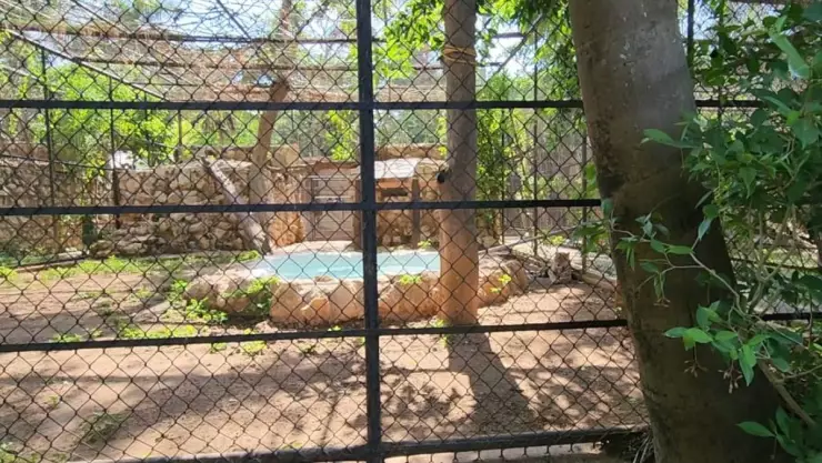 Cae enorme árbol en jaula de jaguares del Parque Zoológico del Centenario de Mérida