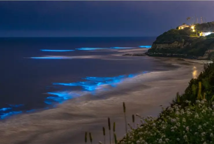 Playas con bioluminiscencia en California
