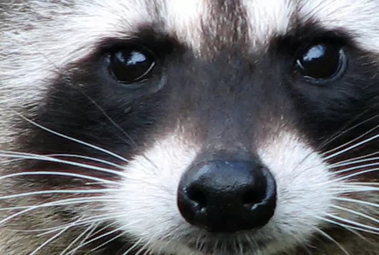 Mapache pedro en smartwatch