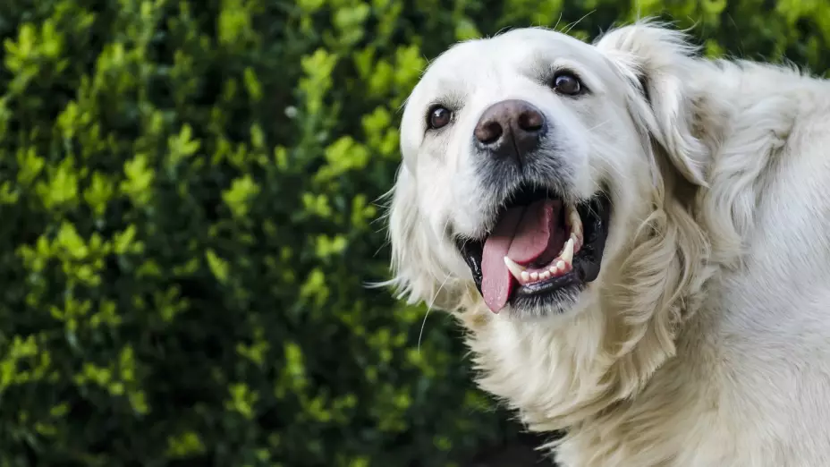 perros sienten cosas paranormales