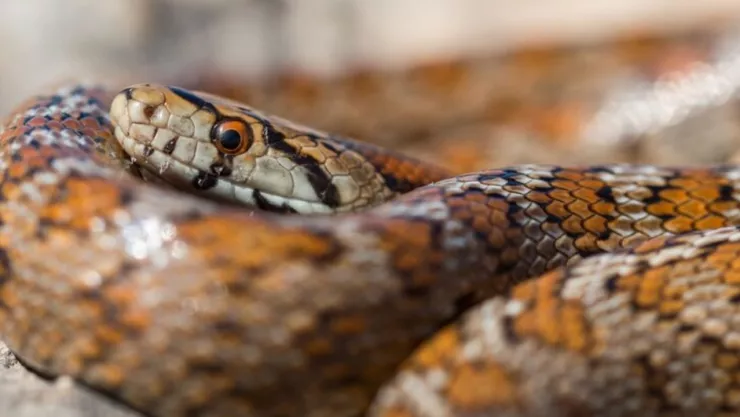 MORDEDURA DE SERPIENTE