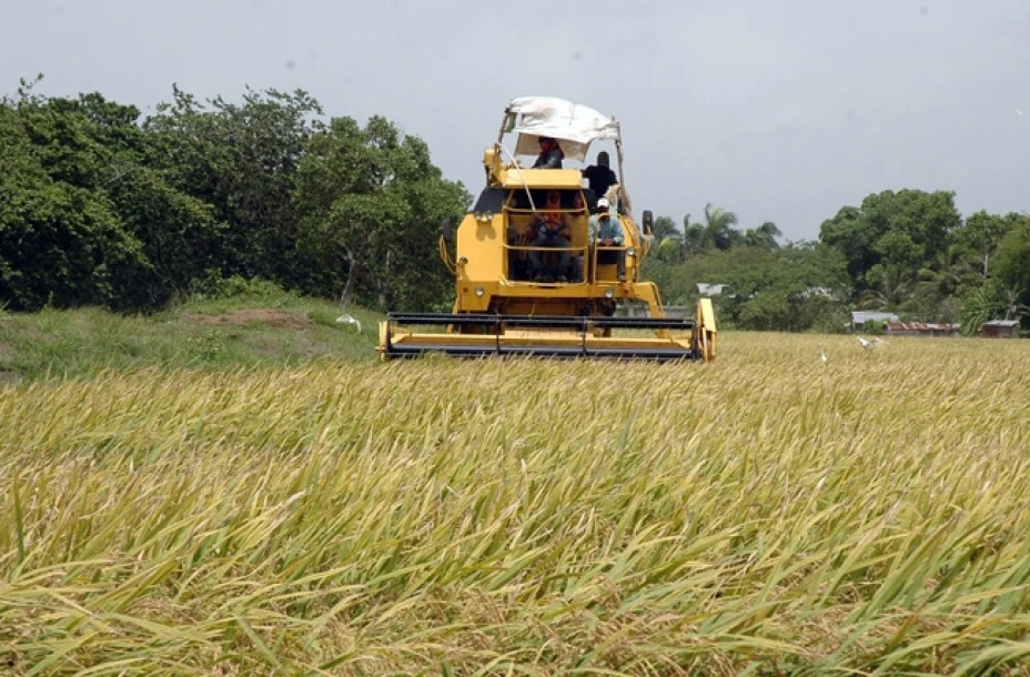 Producción de arroz