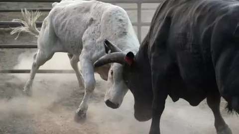 ¿Cuál es el significado de soñar con toros sueltos? Te vas a sorprender