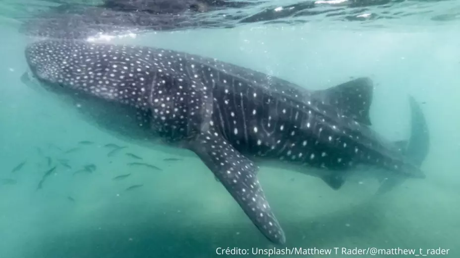 Tiburón ballena en Acapulco