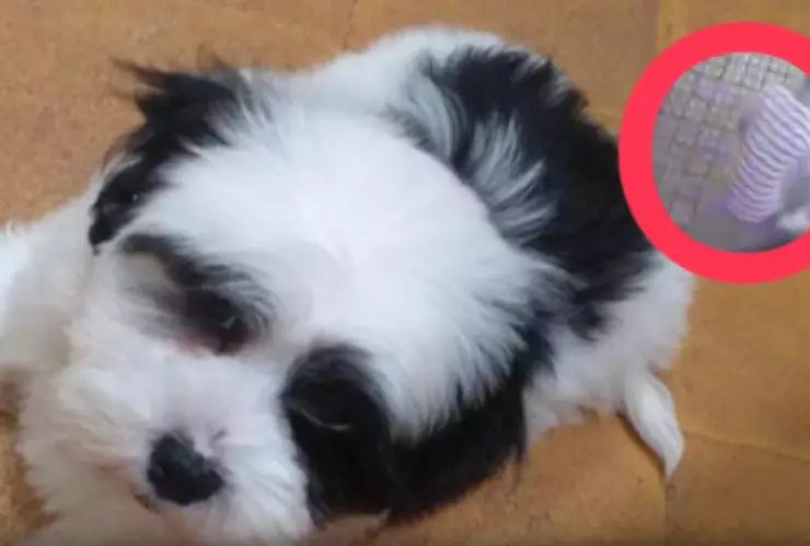 sujeto-se-roba-perrito-vende-50-pesos-veterinaria-paraguay-video