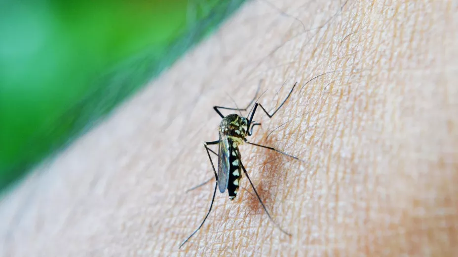 Jalisco suma más casos de dengue; van 886 contagios en los primeros seis meses de 2025