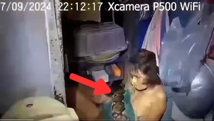 mujer luchó contra serpiente pitón en tailandia.jpg