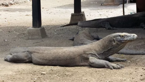 Dragón de Komodo, peligro de extinción, cambio climático b.jpg