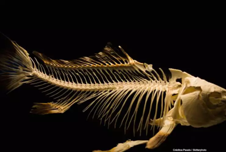 nuevo pez crean error .jpg