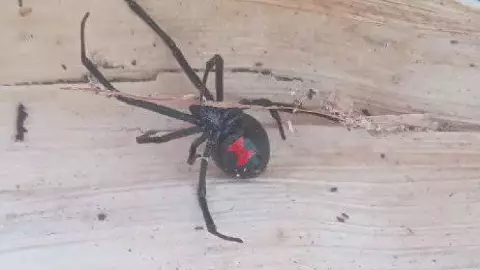 ¡Precaución! Hallan PELIGROSA araña viuda negra en milpa de Yucatán.jpg