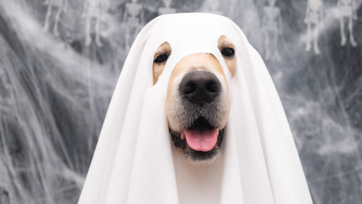 perro “fantasma”