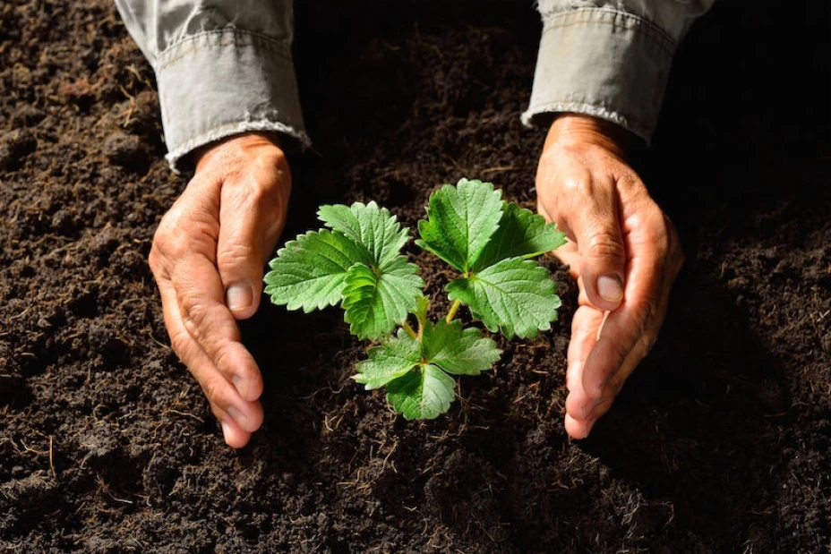plantas