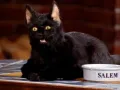 salem-saberhagen-sabrina-la-bruja-adolescente