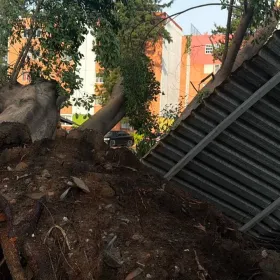 Lluvias en CDMX: Caída de más de 40 árboles deja afectaciones en la GAM