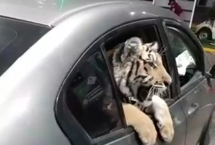 Un tigre de bengala fue captado en el malecón de Mazatlán paseando a bordo de un coche