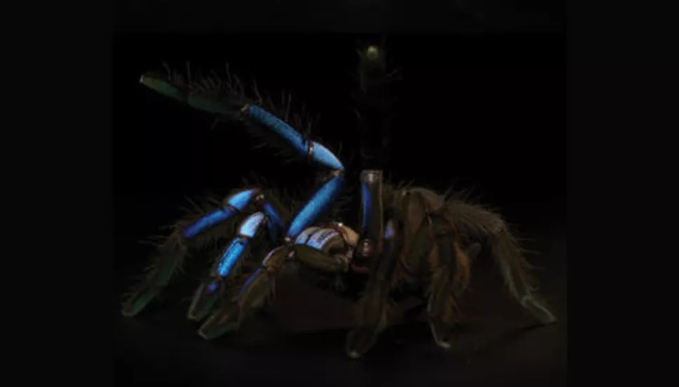 Hallan rara especie de tarántula color azul