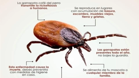 La garrapata y otros 4 insectos que transmiten la rickettsia