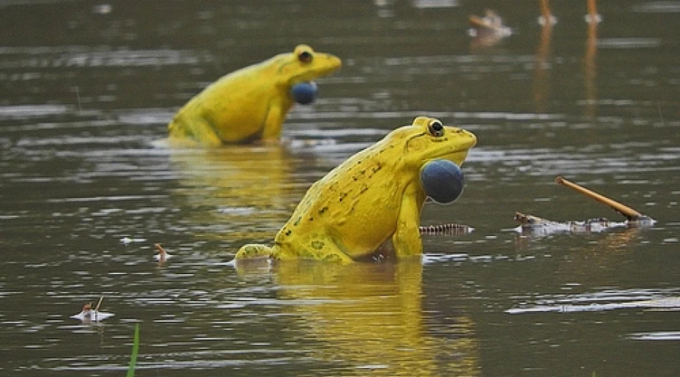 ranas_amarillas_charcos_india