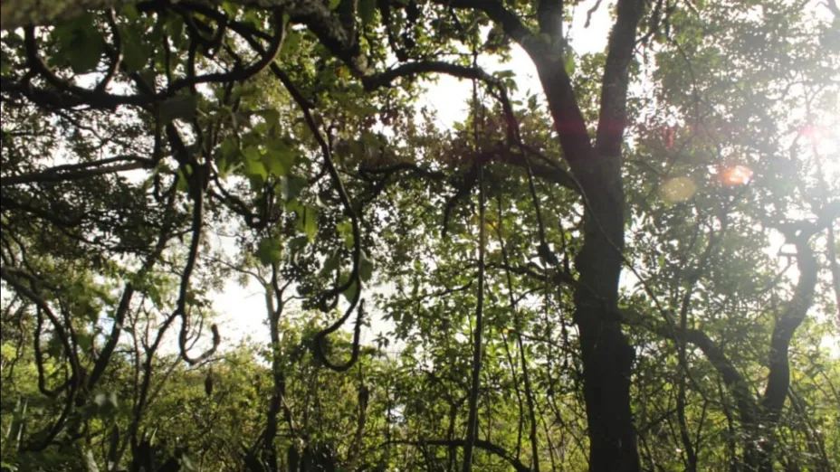 Bosque de Tlalpan_Sedema.jpg