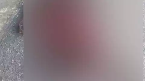 Muere oso atropellado en la Carretera Nacional
