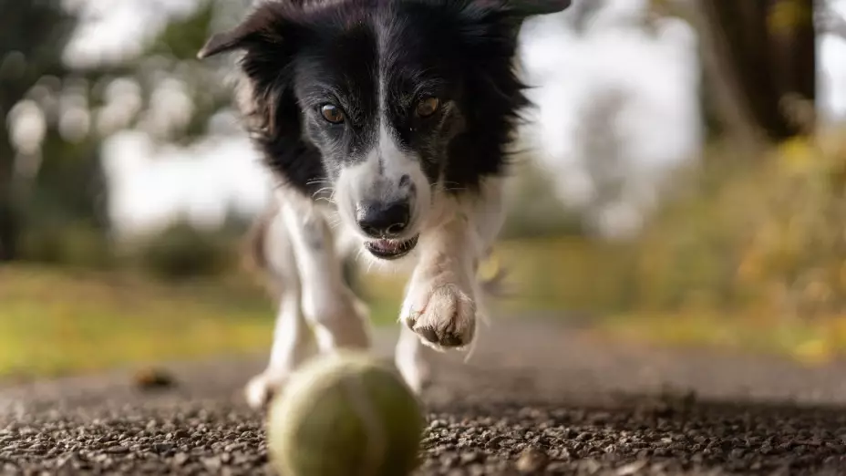 estudio perro palabras