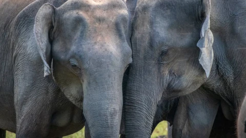 Tren arrolla a manada de elefantes.png