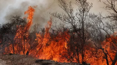 Incendios forestales