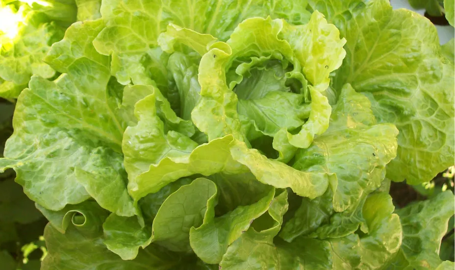 lechuga