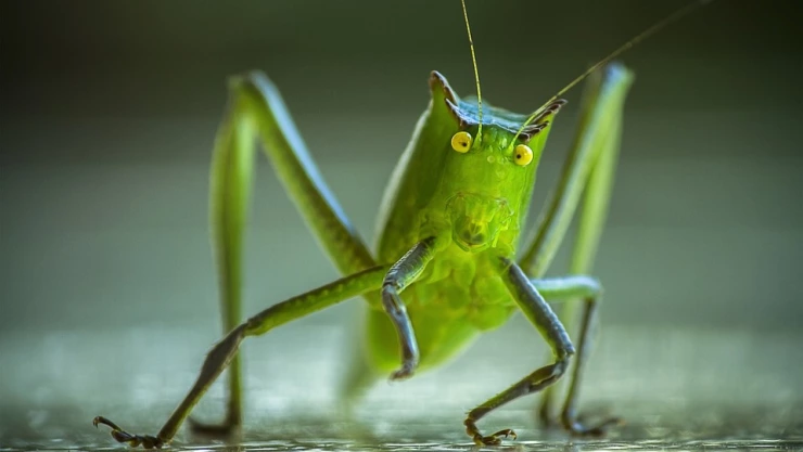 Elaboran harina a base de grillos para contrarrestar desnutrición