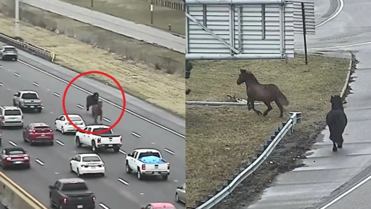 caballos-ohio-estados-unidos