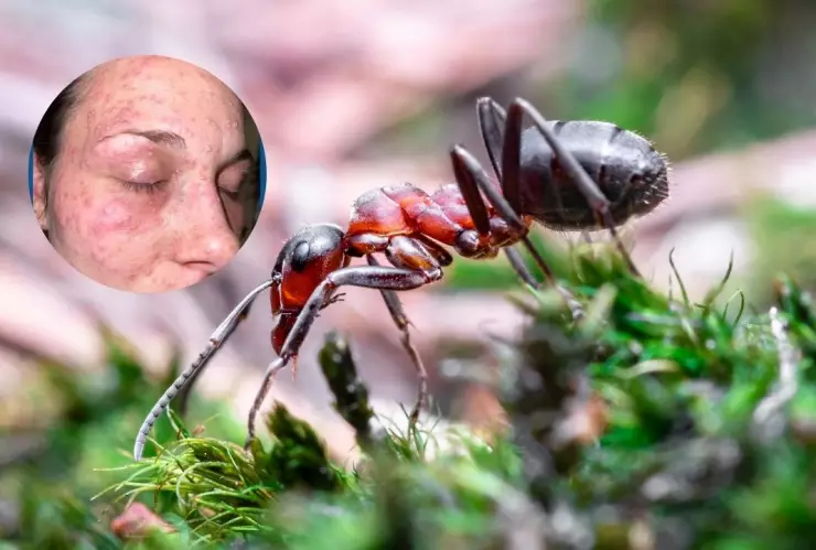 hormigas-mujer-detenida-texas