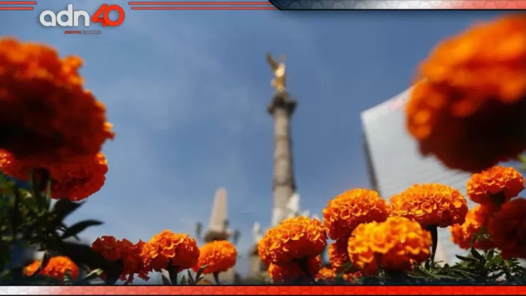 Día de Muertos: Así lucen la CDMX llenas de flor de cempasúchil