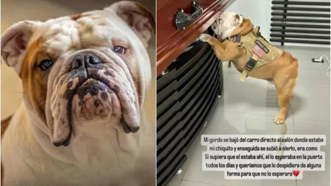 perrito se despide de su due&ntilde;o en ata&uacute;d 