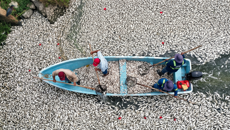 Alerta en Villahermosa: aparecen cientos de peces muertos en la Laguna de las Ilusiones