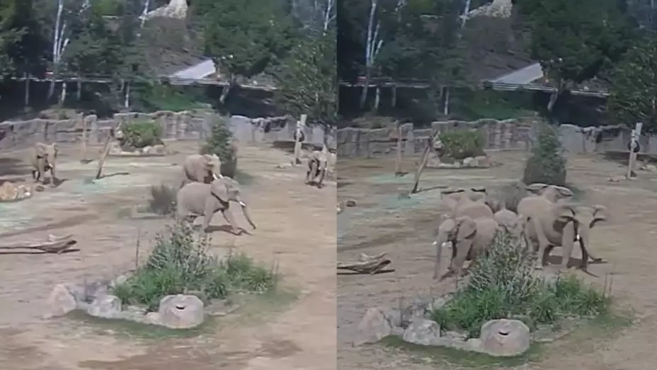 Elefantes protegen en sismo